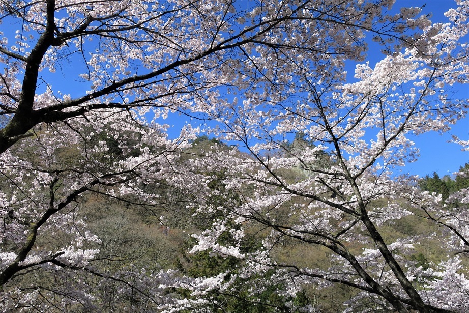 荒船山（威怒牟畿不動から）_a0286351_14462931.jpg