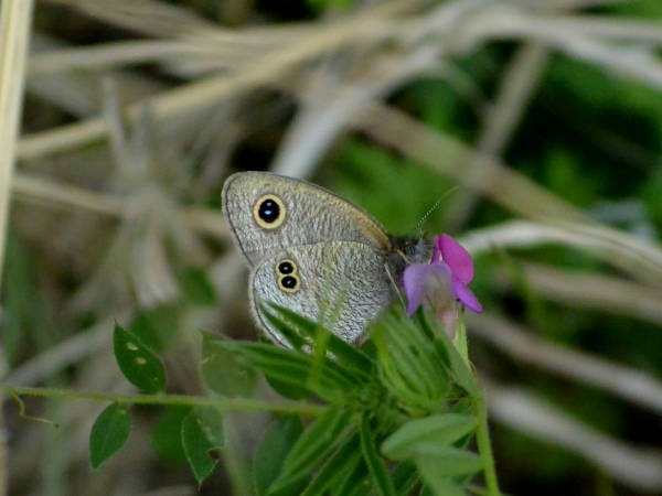 c0045352_13171350.jpg