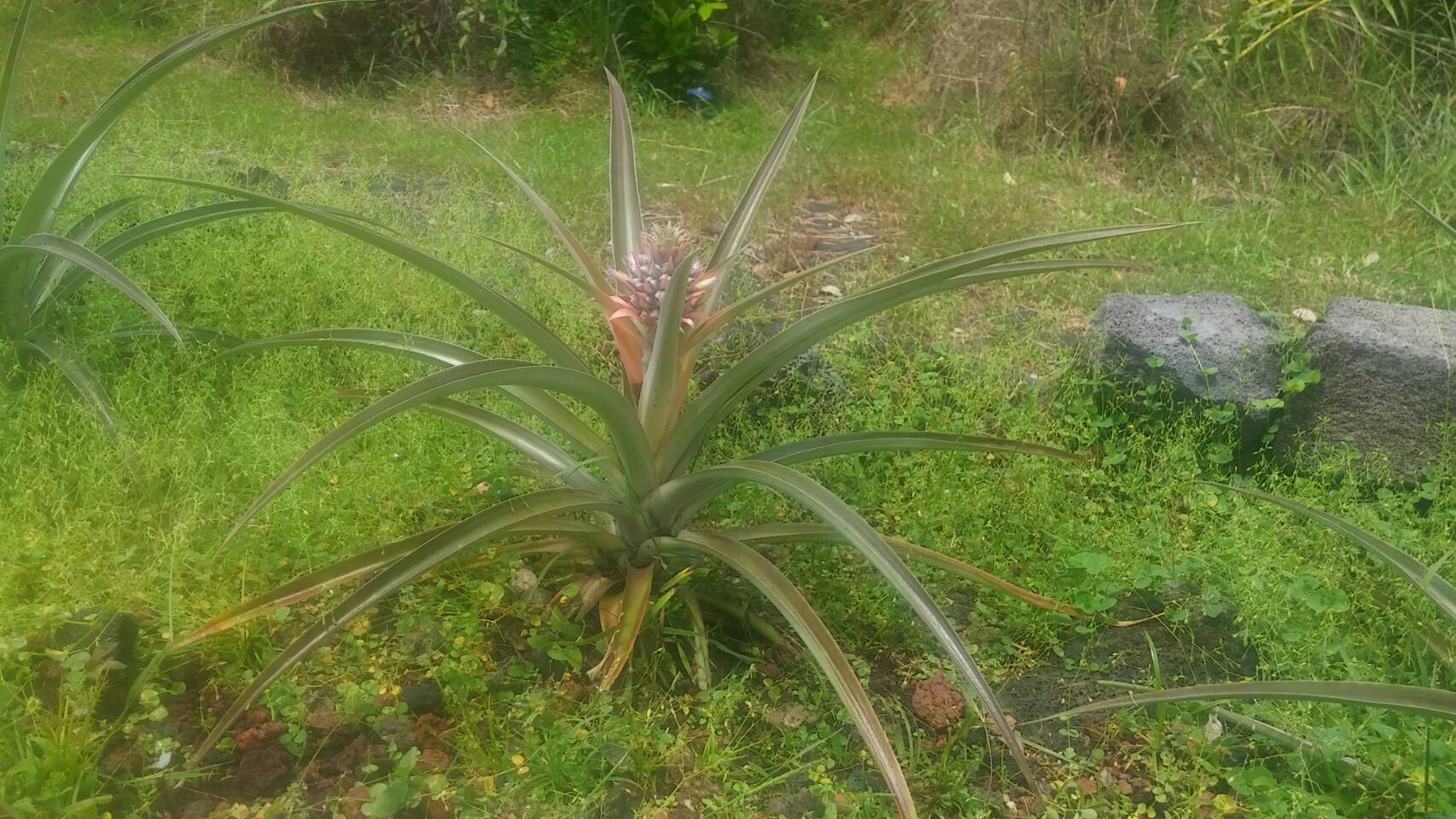 植物たちが心配です_b0126453_08085131.jpg