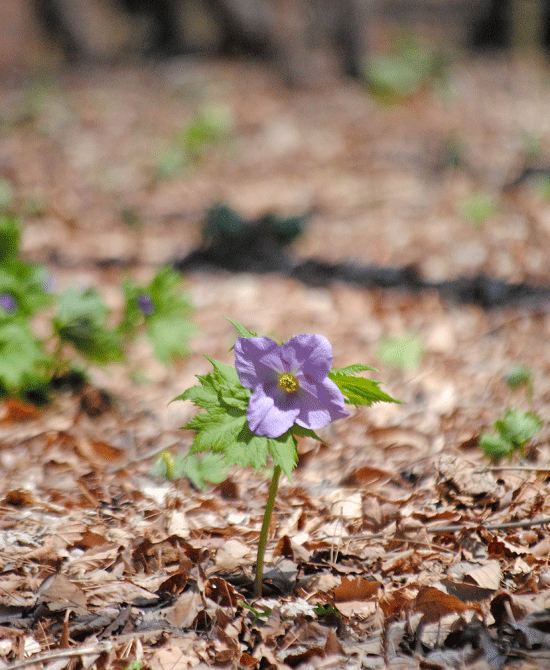 a0001354_23315367.gif
