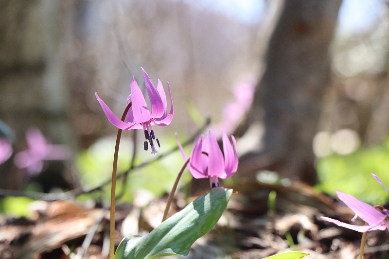 4月20日　山野草公園にて　3_b0250154_20482185.jpg