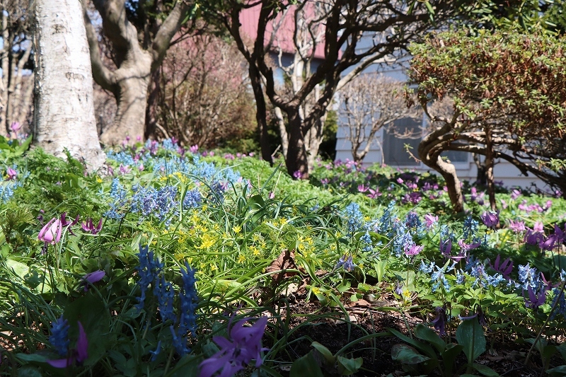 4月20日　山野草公園にて　3_b0250154_20491411.jpg