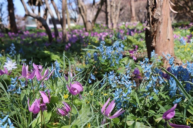 4月20日　山野草公園にて　3_b0250154_20493021.jpg