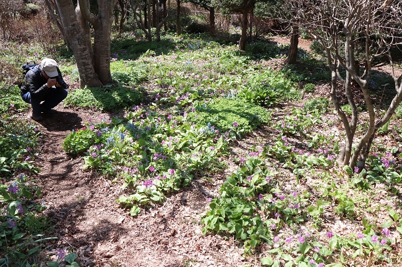 4月20日　山野草公園にて　3_b0250154_20495678.jpg