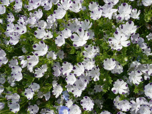 c0043055_10245705.jpg