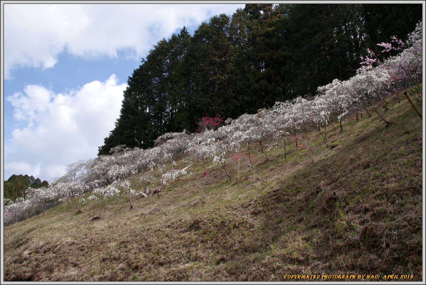 山里の枝垂れ桃_c0198669_17473924.jpg