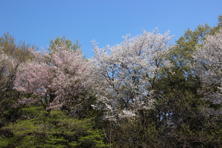 山桜(1) (2019/4/18撮影)_b0369971_10145076.jpg