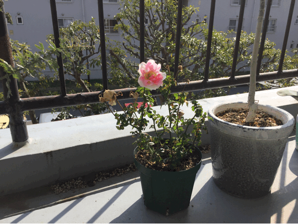 a0275477_08542768.gif
