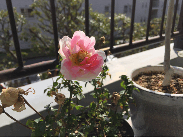 a0275477_08545554.gif