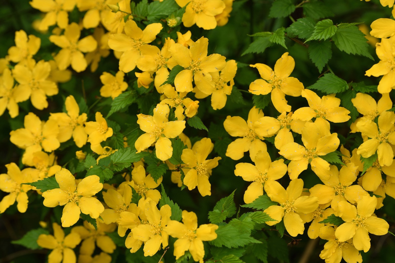 青梅周辺の花 ～ 釜の淵、宮ノ平から青梅丘陵_d0328977_19524613.jpg