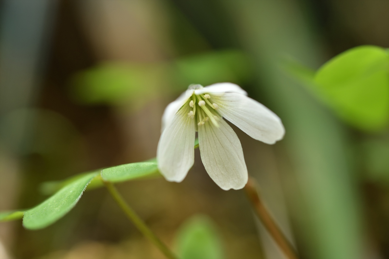 青梅周辺の花 ～ 釜の淵、宮ノ平から青梅丘陵_d0328977_19542720.jpg