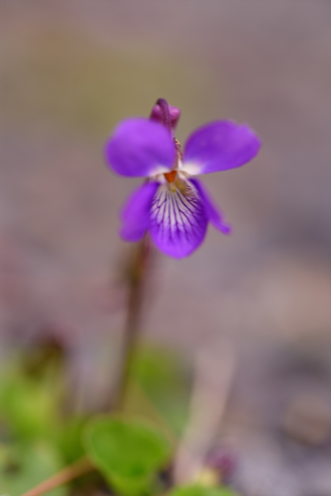 青梅周辺の花 ～ 釜の淵、宮ノ平から青梅丘陵_d0328977_19545379.jpg