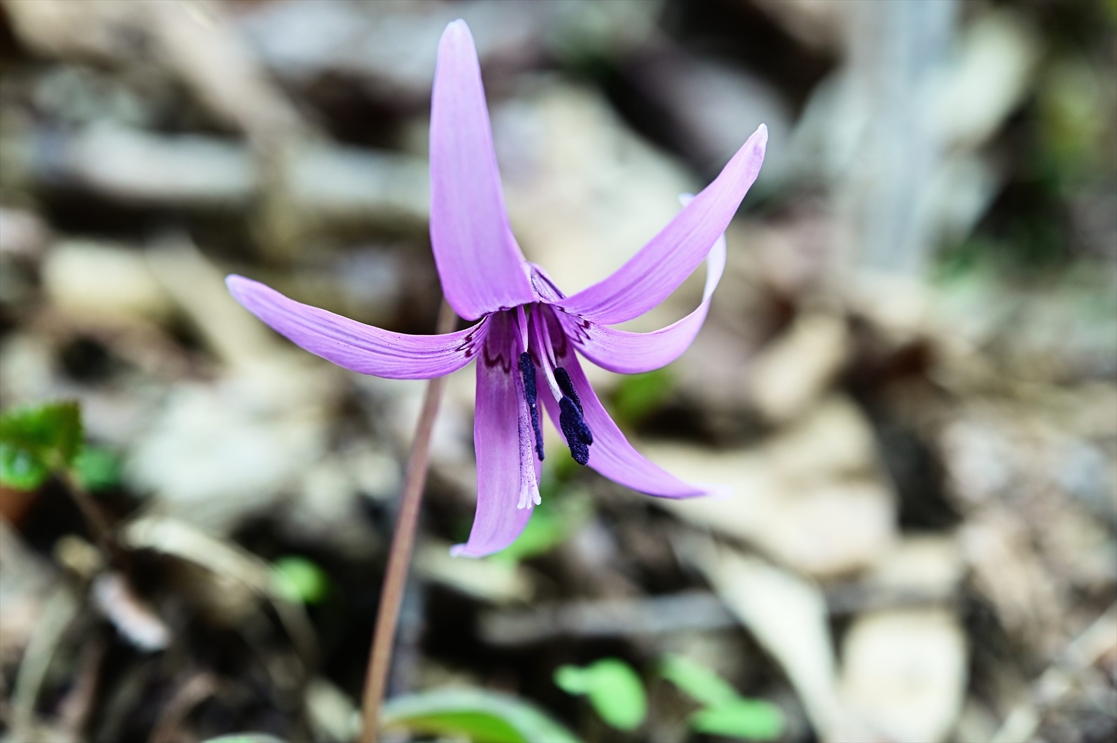 野の花