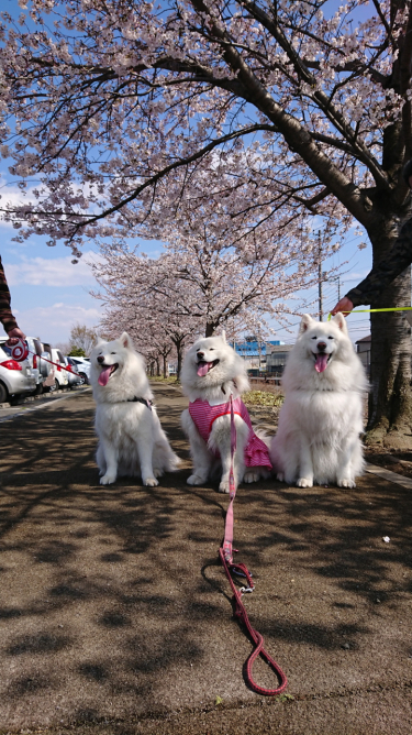 3月のジュリ子さん3_c0064678_13264723.jpg