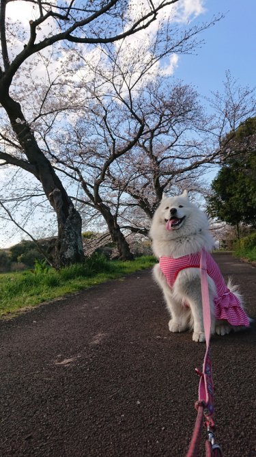 3月のジュリ子さん3_c0064678_13264823.jpg