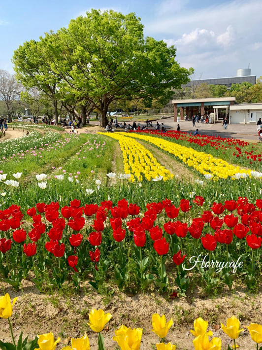 自然文化園 チューリップフェスタ 大阪 万博記念公園 趣味とお出かけの日記 自然文化園 チューリップフェスタ 大阪 万博記念公園 趣味とお出かけの日記
