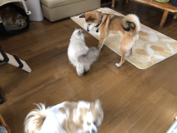 b0377882_21403804.jpeg