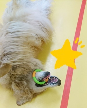 おもちゃ大好きプライムくん_f0357682_22260992.jpg
