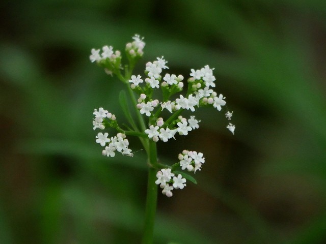 d0088184_21514617.jpg