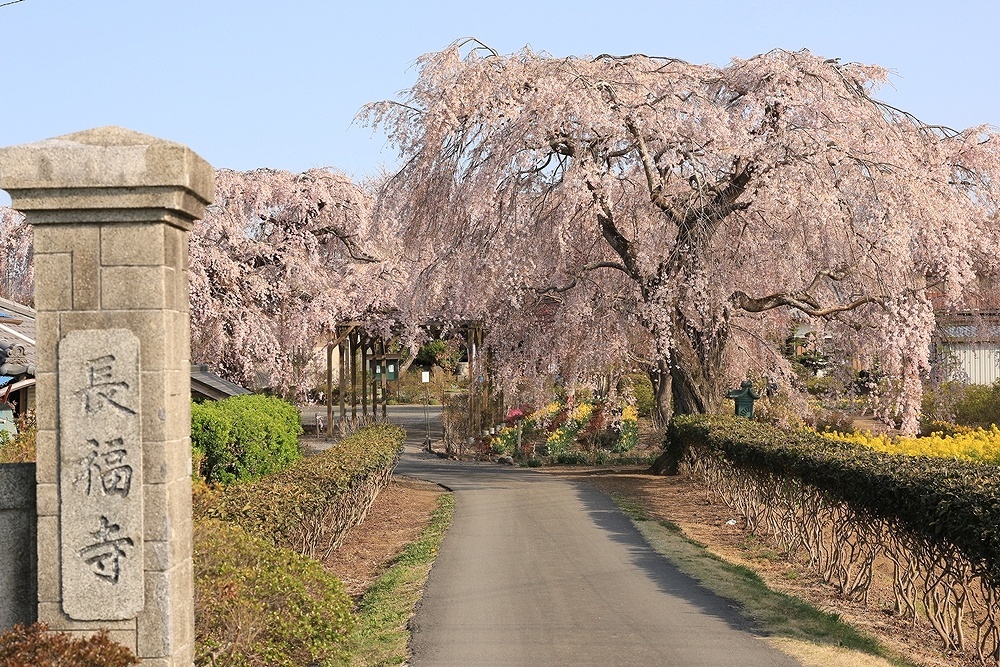 栃木路春盛り_d0130286_23344251.jpg