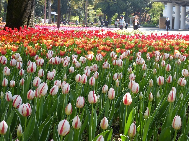 横浜公園の４万本のチューリップ♪　横浜は花、花、花だらけ♪_b0287088_17212835.jpg