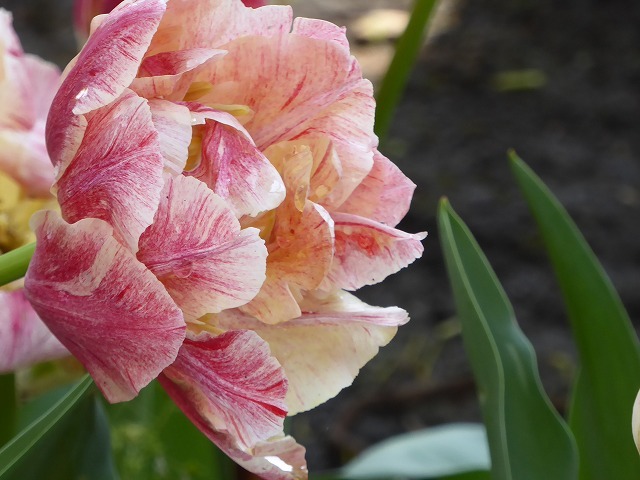 横浜公園の４万本のチューリップ♪　横浜は花、花、花だらけ♪_b0287088_17510076.jpg