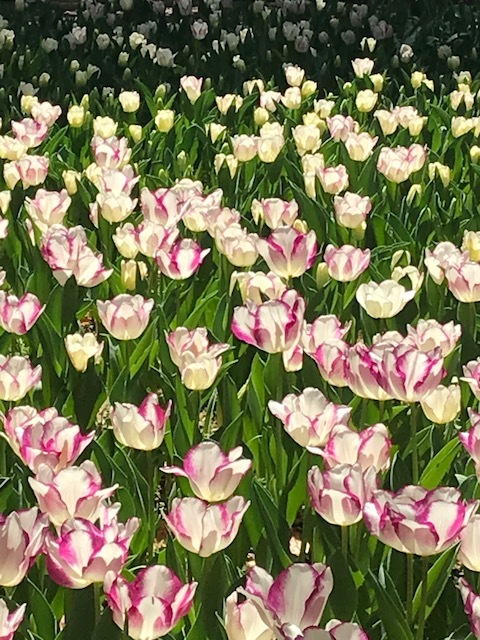 横浜公園の４万本のチューリップ♪　横浜は花、花、花だらけ♪_b0287088_18002099.jpg