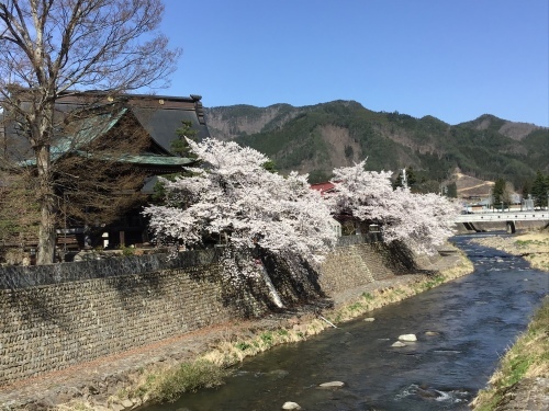 桜に&#127800;特別な思いはないけれど_c0027188_20205287.jpeg