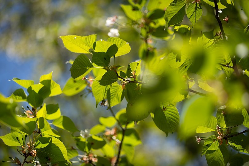 桜の季節を見送る光蜥蜴_d0353489_16424077.jpg