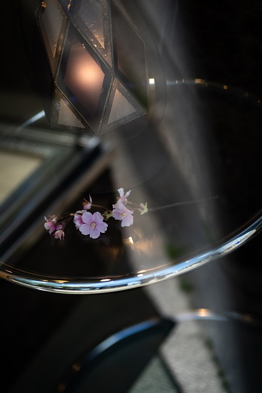 桜の季節を見送る光蜥蜴_d0353489_16524090.jpg