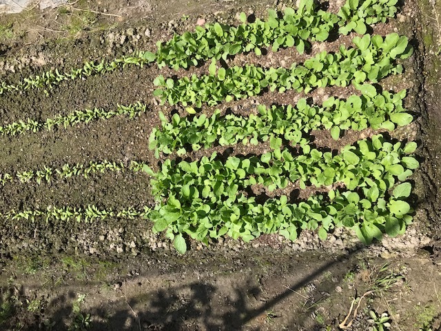 2年ぶりのスナックエンドウ_f0204295_14105731.jpg