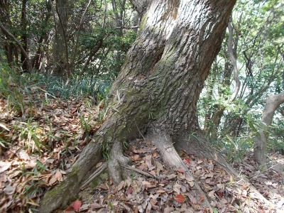 経ケ森(愛媛県松山市)_f0308898_20571571.jpg