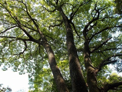 経ケ森(愛媛県松山市)_f0308898_20582130.jpg