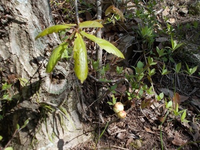 経ケ森(愛媛県松山市)_f0308898_21074553.jpg