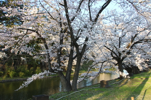 松が岬公園の桜・４、　4.22　夕方_c0075701_19405979.jpg