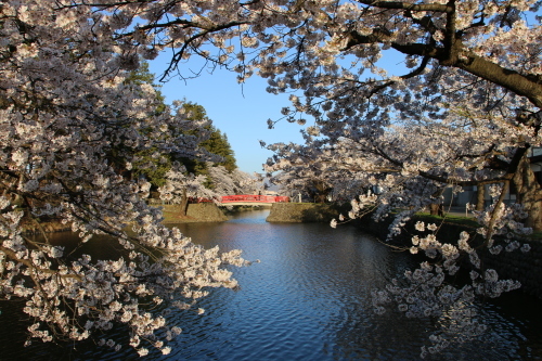 松が岬公園の桜・４、　4.22　夕方_c0075701_19431756.jpg