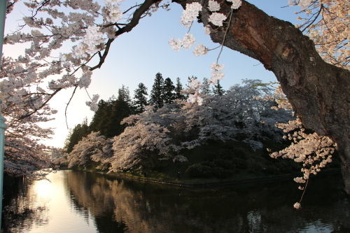 松が岬公園の桜・５、　4.22　夕方_c0075701_19525987.jpg