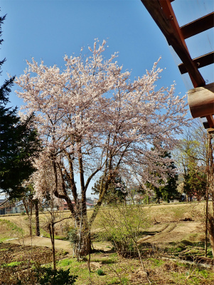 兼業農家周辺の桜事情は_c0336902_13190372.jpg