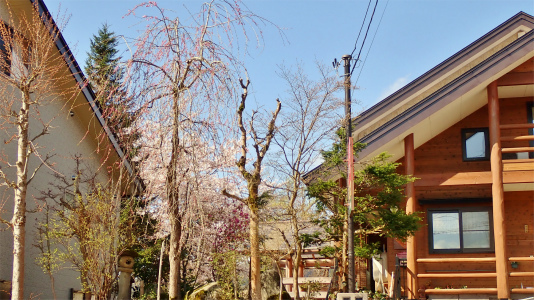 兼業農家周辺の桜事情は_c0336902_13190786.jpg