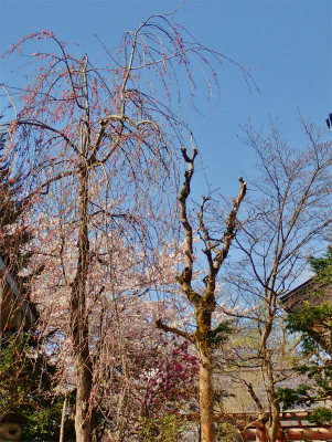 兼業農家周辺の桜事情は_c0336902_13191046.jpg