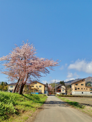 兼業農家周辺の桜事情は_c0336902_13191357.jpg