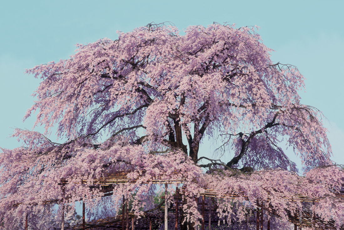 円山公園のしだれ桜 1992年 京の彩紋様 円山公園のしだれ桜 1992年 京の彩紋様