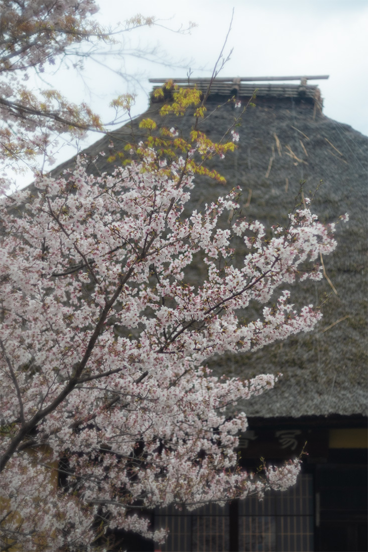 桜 2019年 ~ 深草 ~_b0221605_16021562.jpg