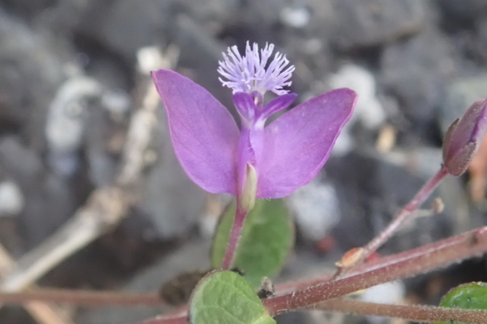 ヒメハギ 姫萩 里山の四季 ヒメハギ 姫萩 里山の四季