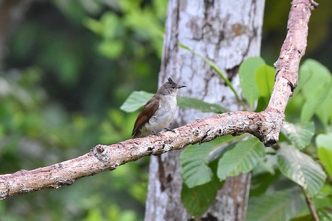 マレーシアの鳥_f0233011_16382938.jpg