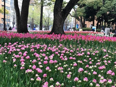 横浜公園のチューリップ_e0373815_16444760.jpg