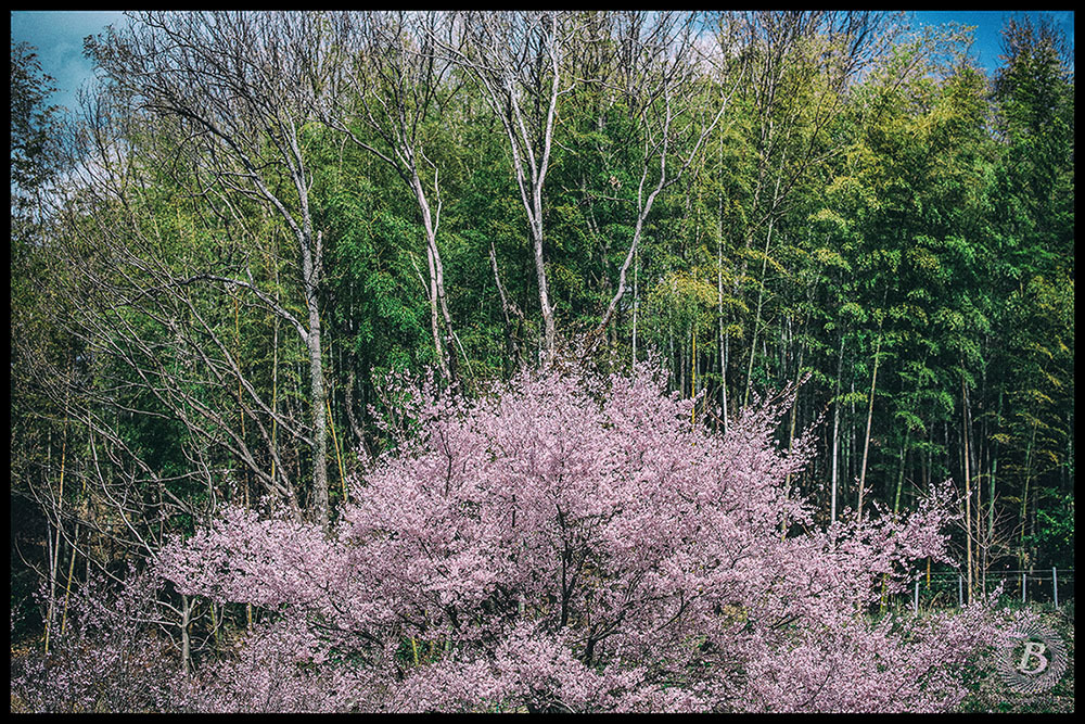 関善光寺の桜2019_c0115616_17011074.jpg