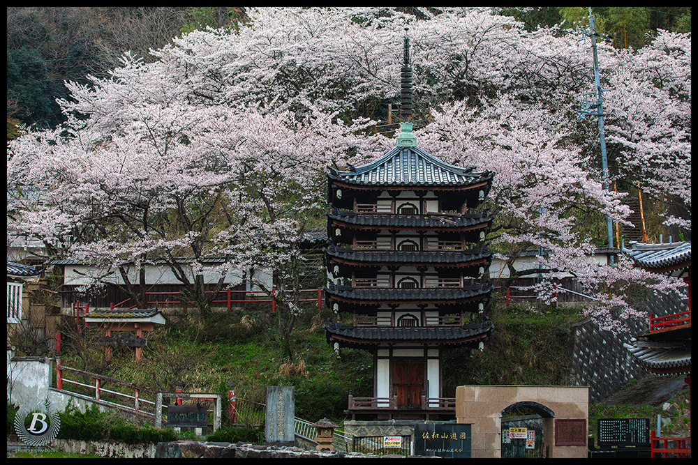 佐和山遊園の桜2019_c0115616_17380847.jpg
