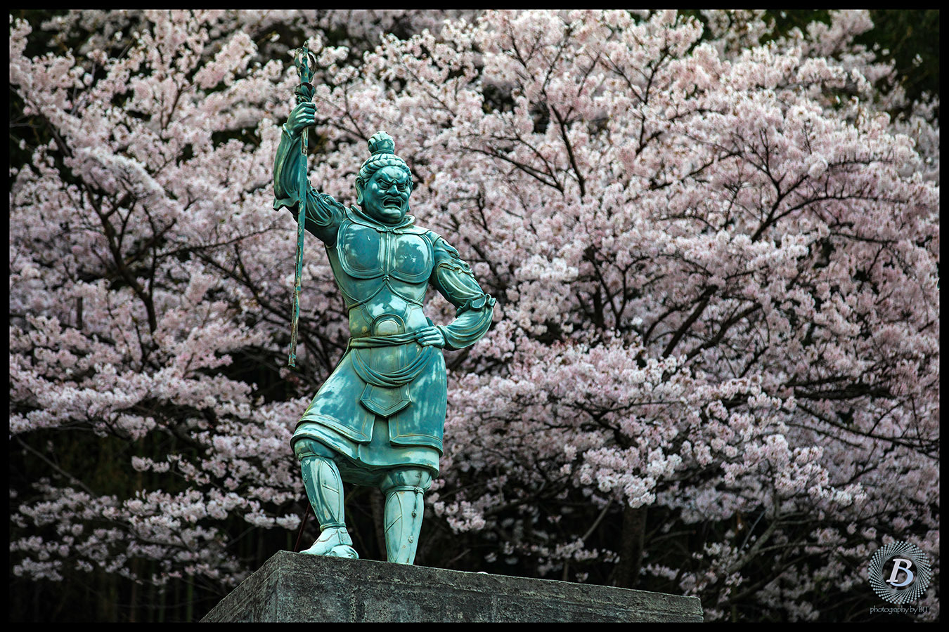 佐和山遊園の桜2019_c0115616_17380879.jpg