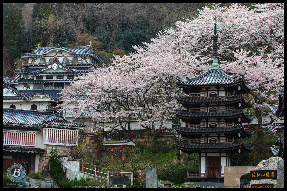 佐和山遊園の桜2019_c0115616_17380890.jpg